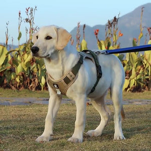 No-Pull Reflective Dog Harness, Leash & Vest Set - front view