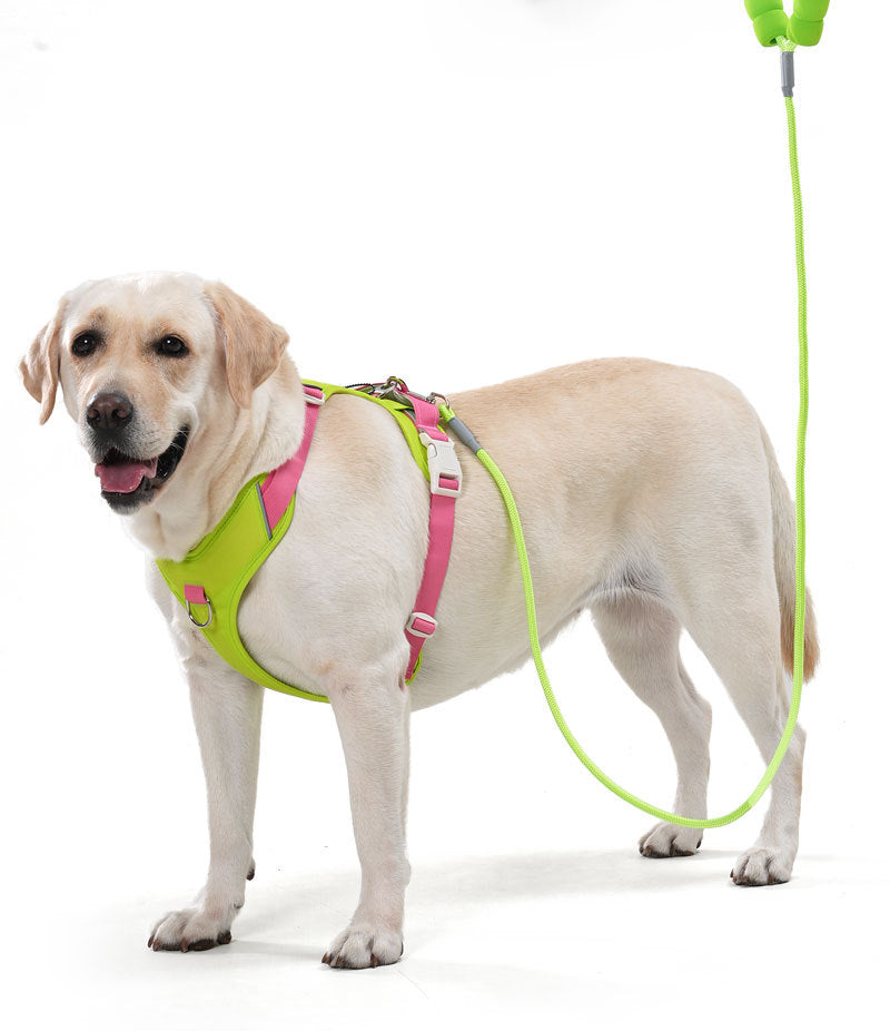 Yellow Labrador wearing the green and pink no-pull dog harness with a matching leash