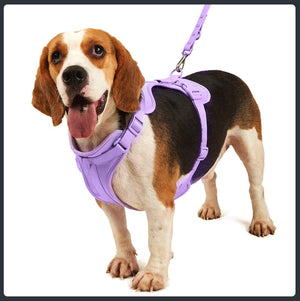 Beagle wearing the purple padded dog harness attached to a matching leash