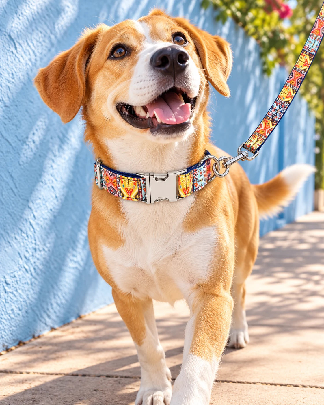 Brand concept: a dog wearing a patterned collar with a matching leash on a sunny walk.