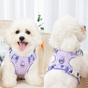 White poodle wearing the purple reflective dog harness, front and back view